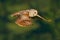 Owl in fly. Flying Eurasian Tawny Owl, Strix aluco, with nice green blurred forest in the background.