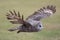 Owl flying. Great grey owl in level flight. Beautiful bird of pr