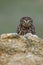 Owl in foggy morning. Little owl, Athene noctua, peaks out from behind stone, looking angry or strictly. Owl of Athena