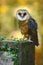 Owl in the forest. Barn owl, Tito alba. Nice owl sitting on stone fence in forest cemetery, nice blurred light green the