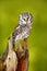 Owl in the forest. Boreal owl, Aegolius funereus, sitting on larch tree trunk with clear green forest background. Wildlife scene f