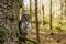 Owl in forest. Eurasian pygmy owl, Glaucidium passerinum, perched on branch tightly at tree trunk. Smallest owl in Europe.