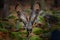 Owl in forest habitat, stone hill. Flying Eurasian Eagle Owl with open wings in forest habitat, Germany. Owl start flight with ope