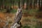 Owl in forest. Long-eared Owl in habitat - coniferous forest wit big tree, wide angle lens photo. Wildlife scene from nature. Bird