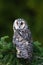 Owl in the forest. Long-eared Owl sitting on the branch in the spruce larch forest during autumn. Nice bird in the nature