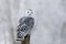 Owl in frosty morning. Snowy owl, Bubo scandiacus, perched on birch stump. Arctic owl looking over shoulder. Beautiful white owl