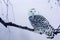 Owl at frosty sunrise. Snowy owl, Bubo scandiacus, perched on birch branch in frosty morning. Arctic owl observing surroundings.