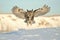 owl gliding towards the camera, just above a snowy landscape