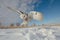 owl gliding towards the camera, just above a snowy landscape