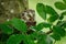 Owl in green forest. Boreal owl, Aegolius funereus, perched on beech branch. Typical small owl with big yellow eyes in cloudy day