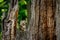 Owl in green forest. Boreal owl, Aegolius funereus, perched on rotten oak stump. Typical small owl with big yellow eyes.