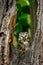 Owl in green forest. Boreal owl, Aegolius funereus, perched on rotten oak stump. Typical small owl with big yellow eyes.