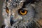 Owl head closeup