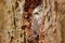 Owl hidden in tree nest hole in the forest. Little Owl, Athene noctua, bird in the nature habitat, with yellow eyes, Germany.