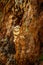 Owl hidden in tree nest hole in the forest. Little Owl, Athene noctua, bird in the nature habitat, with yellow eyes, Germany. Wild