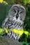 Owl hiden in the forest. Great grey owl, Strix nebulosa, sitting on old tree trunk with grass, portrait with yellow eyes. Animal