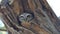 Owl in hollow on height tree at tropical rain forest.