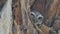 Owl in hollow on height tree at tropical rain forest.