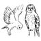 Owl ink illustrations. Bird simple black and white drawing. Sketchy style artwork of nature. Monochrome vector illustrations set.