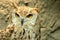 Owl in kuwait
