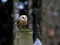 The owl land on the tombstones of the old abandoned cemetery.