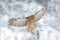 Owl landing on tree trunk. Winter forest with Tawny Owl snow during winter, snowy forest in background, nature habitat. Wildlife