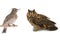 Owl and lark isolated on white background