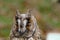 Owl (long-eared) portrait