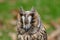 Owl (long-eared) portrait