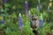 Owl in lupine. Little owl, Athene noctua, perched in blue-pod lupine flowers on forest meadow. Owl of Athena in natural habitat.