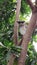 OWL AT MANGGO TREE