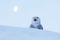 Owl with moon. Snowy owl, Nyctea scandiaca, rare bird sitting on the snow, winter scene with snowflakes in wind, early morning