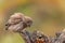 Owl in natural habitat. Little owl, Athene noctua, sitting on a stick