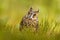 Owl in nature. Asio otus, Long-eared Owl sitting in green vegetation in the fallen larch forest during dark day. Wildlife scene