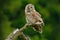 Owl in nature. Ural Owl, Strix uralensis, sitting on tree branch, at green leaves oak forest, Norway. Wildlife scene from nature.