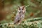 Owl in nature wood nature habitat. Bird sitting on the tree, long ears. Owl hunting. Green lichen Hypogymnia physodes. Long-eared