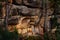 Owl nest on the rock ledge. Wildlife scene from wild nature. Big Eurasian Eagle Owl, Bubo bubo, mother with chick in rock with