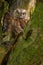 Owl nest in the tree. Common Scops Owl, Otus scops, little owl in the nature habitat, sitting on the green spruce tree branch, for