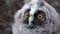 Owl opens its beak, it looks for food, and the wind stirs its feathers. Close up