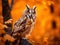 Owl in orange forest yellow leaves. Long-eared Owl with orange oak leaves during autumn. Wildlife scene fro nature Sweden