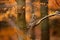 Owl in orange forest, yellow leaves. Long-eared Owl with orange oak leaves during autumn. Wildlife scene fro nature, Sweden. Anima