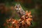 Owl in orange forest, yellow leaves. Long-eared Owl with orange oak leaves during autumn. Wildlife scene from nature, Russia