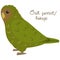 Owl parrot or kakapo in cartoon style on white background. Strigops habroptila.