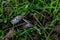 Owl pellet laying on the field, bird of prey pellets with fur and bones sticking out, indigested parts of animals eaten by olws,