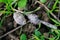 Owl pellet laying on the field, bird of prey pellets with fur and bones sticking out, indigested parts of animals eaten by olws,