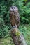 Owl perches on tree