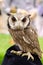 Owl portrait,Strigiformes