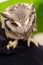Owl portrait,Strigiformes