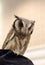 Owl portrait,Strigiformes