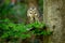 Owl with prey. Ural owl, Strix uralensis, holds caught mouse in beak. Successful hunter perched on branch in beech forest.